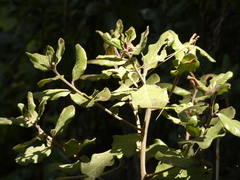Escallonia pulverulenta