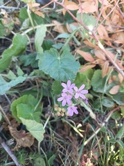 Erodium malacoides