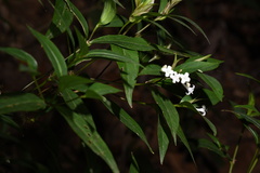 Hedyotis loganioides
