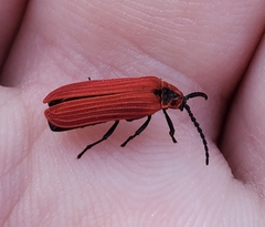 Dictyoptera aurora