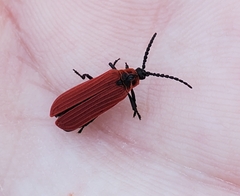 Dictyoptera aurora