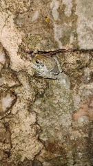 Trachycephalus vermiculatus