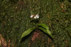 Cheiradenia cuspidata