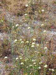 Cephalaria uralensis