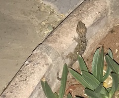 Chondrodactylus bibronii