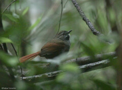 Synallaxis cinerascens