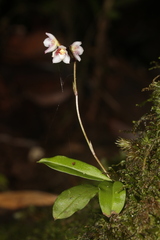 Cheiradenia cuspidata