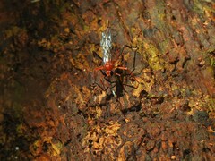 Cryptinae