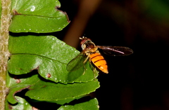 Episyrphus trisectus
