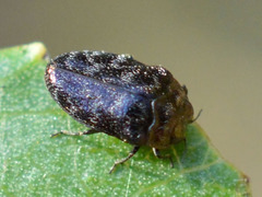 Trachys minutus
