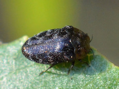 Trachys minutus