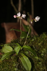 Cheiradenia cuspidata