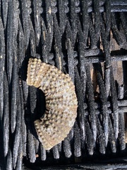 Lytechinus variegatus