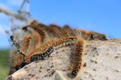 Eriogaster lanestris