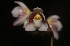 Cheiradenia cuspidata