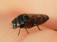 Trachys minutus