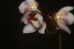 Cheiradenia cuspidata