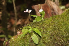 Cheiradenia cuspidata
