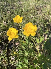 Ranunculus macranthus