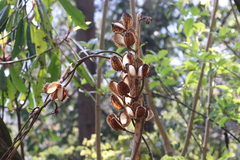 Cardiocrinum giganteum