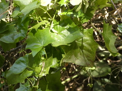 Delairea odorata