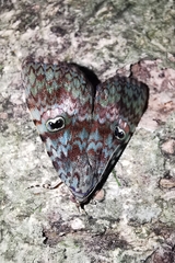 Glenopteris