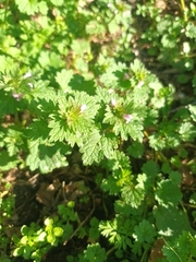 Lamium hybridum