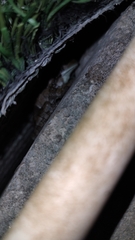 Trachycephalus vermiculatus