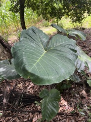 Xanthosoma sagittifolium