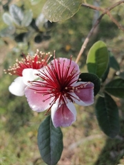 Feijoa