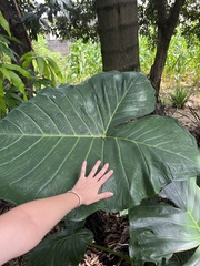 Xanthosoma sagittifolium