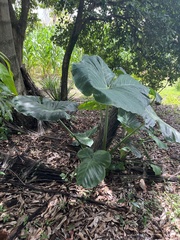 Xanthosoma sagittifolium