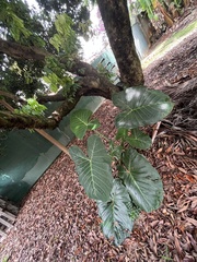 Xanthosoma sagittifolium