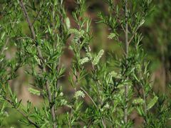 Salix
