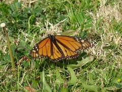 Danaus plexippus