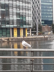 Chroicocephalus ridibundus