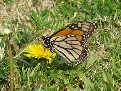 Danaus plexippus