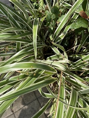 Liliopsida