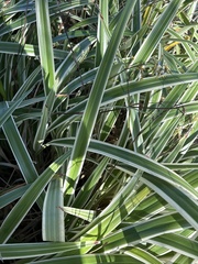 Liliopsida