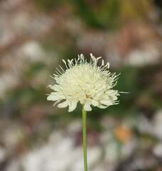 Cephalaria uralensis