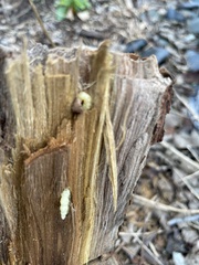 Placosternus difficilis