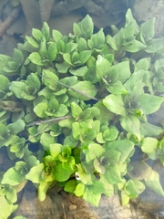 Veronica anagallis-aquatica