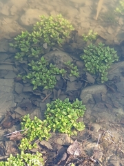 Veronica anagallis-aquatica