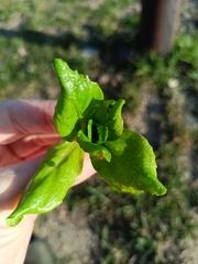 Veronica anagallis-aquatica