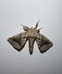 Apatelodes cerradensis