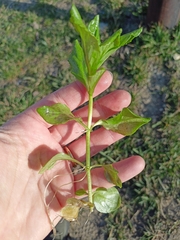 Veronica anagallis-aquatica
