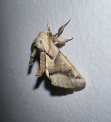 Apatelodes cerradensis