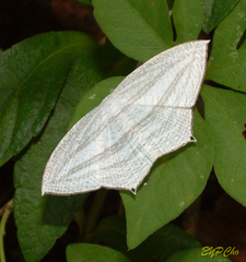 Acropteris ciniferaria