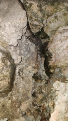 Ctenosaura similis