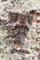 Glenopteris
